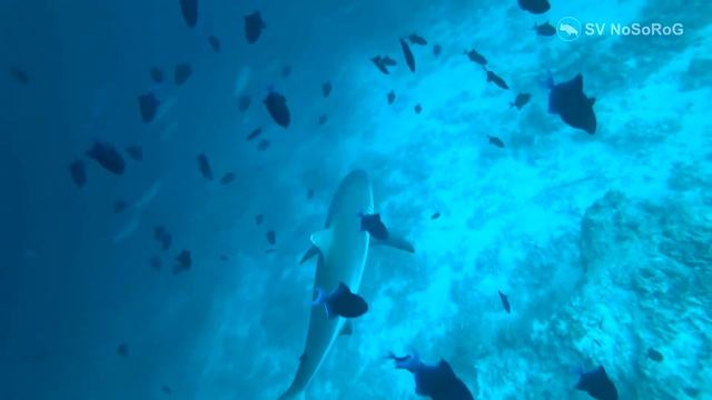 Серая рифовая акула смотреть онлайн