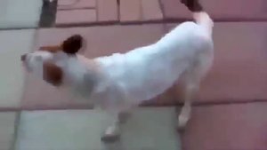 Приколы с животными умирающий кот