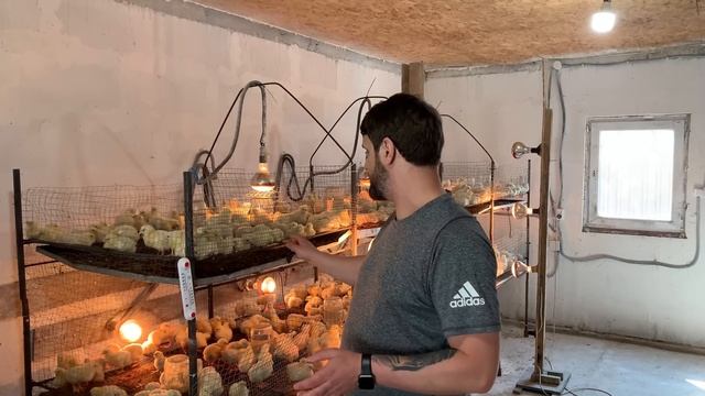 Выращивание цыплёнка бройлер кобб 500 утилизация помета, транспортировка цыплёнка бизнес на бройлер
