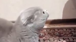 Коты матерятся приколы / смешные животные / коты собаки