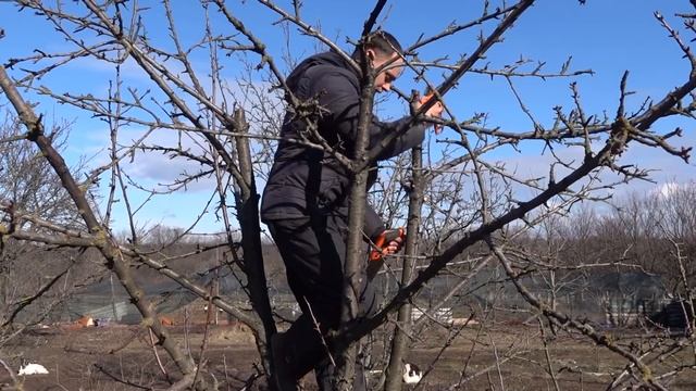 ОБРЕЗАЕМ ДЕРЕВЬЯ ПРАВИЛЬНО / КАК ОБРЕЗАТЬ ЗАПУЩЕННУЮ ЧЕРЕШНЮ смотреть онлайн