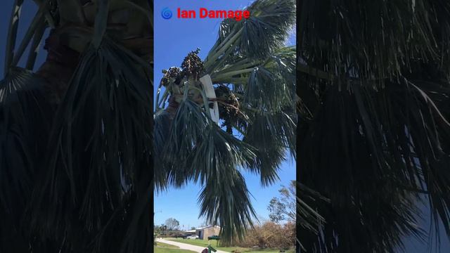 Hurricane Ian Palm Tree Damage #hurricaneian #hurricanedamage #palmtreedamage