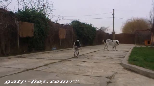 Гаты Хоз _ Гайрат, ДашкаГХ и Черноголовая смотреть онлайн