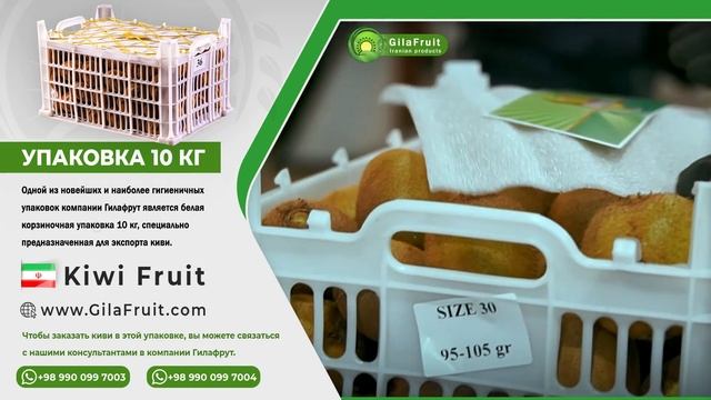 Белая упаковка 10 кг киви Хейворд для импорта и экспорта смотреть онлайн
