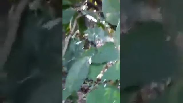 Дерево Какао Тайланда смотреть онлайн