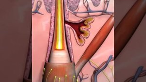 СТРОЕНИЕ ВОЛОС