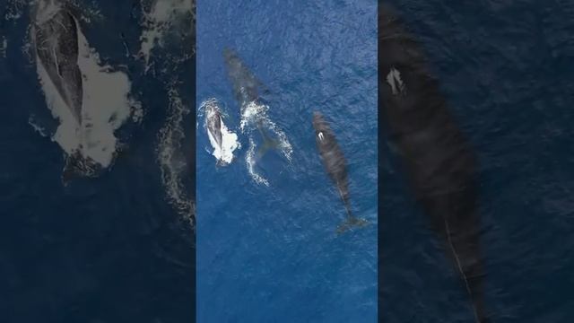 Three whales swim in the ocean! Три Кита Плывут в Океане! смотреть онлайн