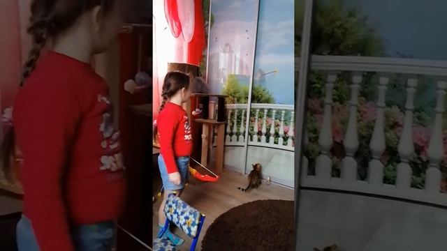 Бенгальская кошка по кличке Багира смотреть онлайн