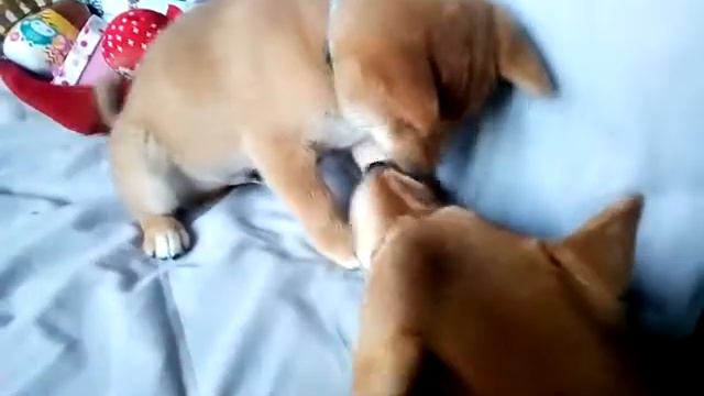 Щенок Сиба-ину от Масато и Масяни смотреть онлайн