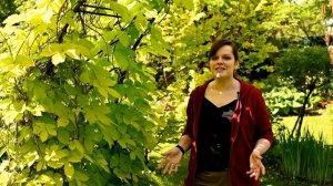 Неприхотливые рододендроны для Подмосковья /Хмель - агрессор /Аквилегия - цветок для романтиков