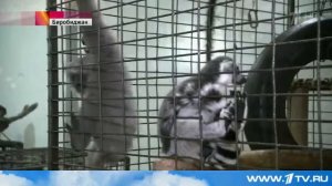 Биробиджанские спасатели поймали мартышку,сбежавшую из передвижного зоопарка