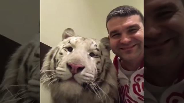 ТИГР И ЧЕЛОВЕК #Shorts