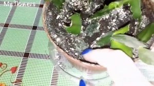 Укоренились ли черенки декабриста зимой? Продолжение темы черенкования декабриста...