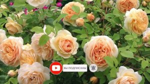 Роза кустовая Энглиш Гарден. English Garden. Обзор.