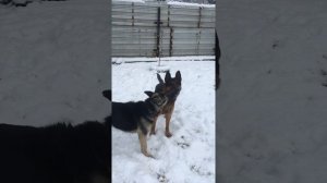 Прогулка ВЕО и немца