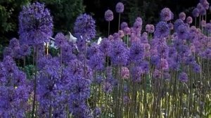 Лук гигантский для цветников и зимних композиций.