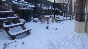 Бодающиеся рыси