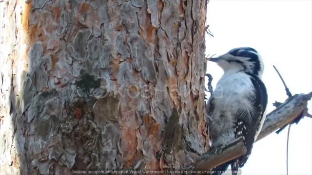 Сказки для детей. Часть 4. В гостях у Экознайки. Путешествие по Красной книге смотреть онлайн