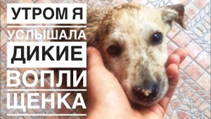 Брошенный щенок всю ночь провёл под грозой, рано утром я его обнаружила, а он...
