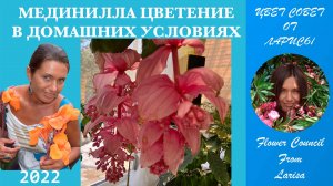 МЕДИНИЛЛА ЦВЕТЕНИЕ В ДОМАШНИХ УСЛОВИЯХ
