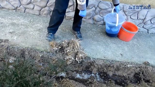 Секреты выращивания хосты Выращиваем хосту дома Как посадить хосту огород сад розарий цветник смотреть онлайн