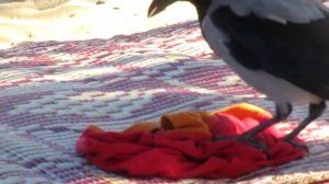 про ворону.