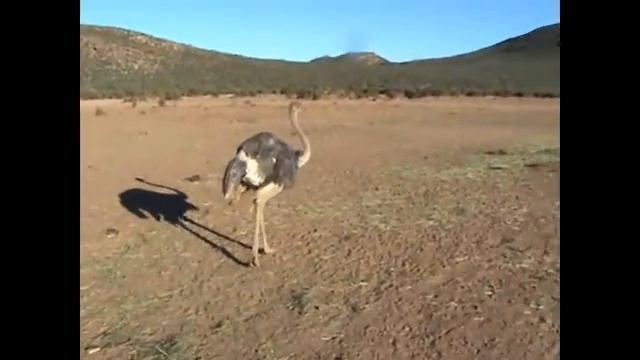 страус ostrich смотреть онлайн