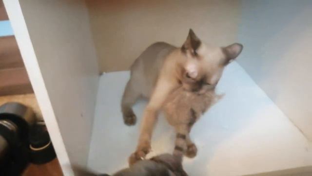 Французский бульдог и бурманская кошка не поделили игрушки в бардаке, который натворили 😏 смотреть онлайн