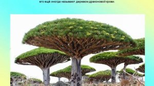 Растениеводство - Удивительные деревья нашей планеты