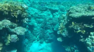 coral sea sensatori 20/12/18