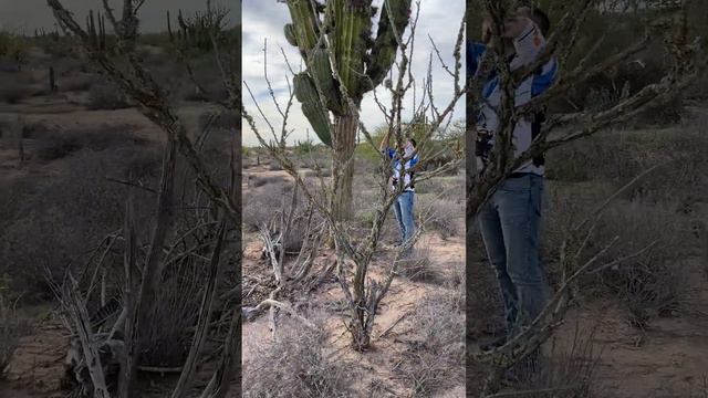 Кактус великан: Знаковый символ Мексики