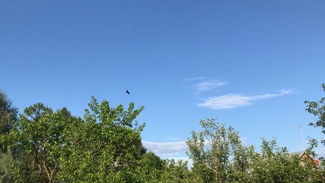 Ястреб в полёте!