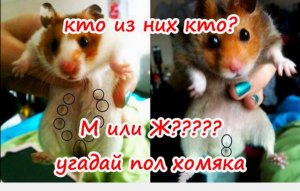 КАК ОПРЕДЕЛИТЬ ПОЛ ХОМЯКА В МЕСЯЦ