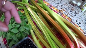 Вкусный компот из ревеня