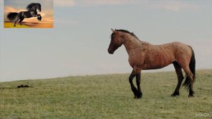 МУСТАНГИ - Свободные Лошади; Дикие Лошади; Голоса и звуки животных; Животные вокруг нас;