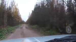 Охота на глухаря Глухарь на дороге