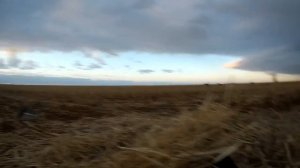 Охота в октябре 2020. Костанайская обл