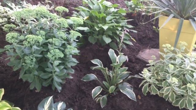 August Hosta Garden Tour/Update: Part 2 смотреть онлайн