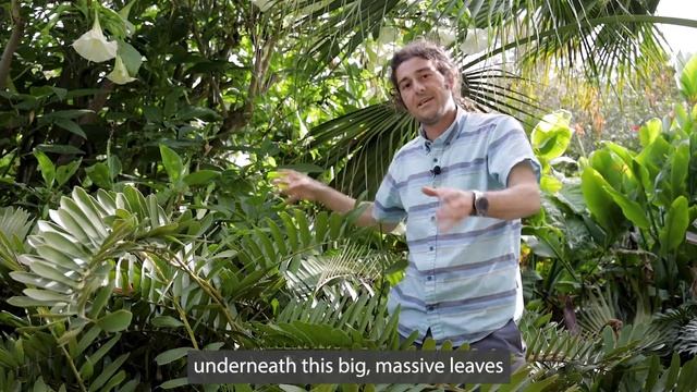 Tuesdays With Tony - Zamia furfuracea - San Diego Botanic Garden смотреть онлайн