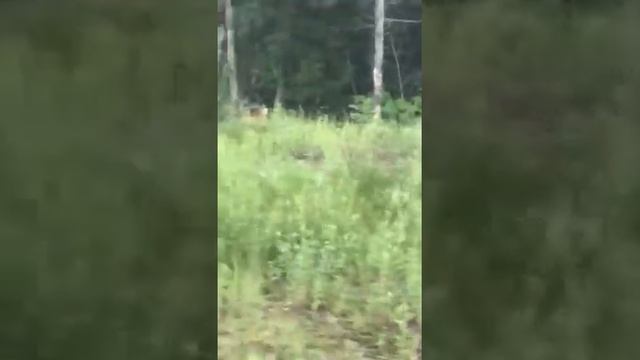 Тигры. Приморский край. Ивановка смотреть онлайн