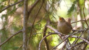 Анатолий Могилевский New "САДЫ СНОВИДЕНИЙ"