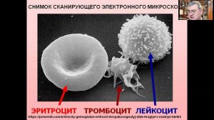 Основы наук о жизни. Факультет наук о материалах МГУ. Лекция 25.11.2021. Введение в физиологию.