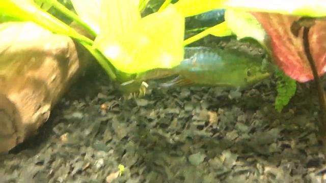 Эхинодорус (обзор) смотреть онлайн