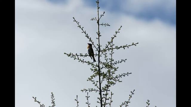 загадки-обманки для детей смотреть онлайн