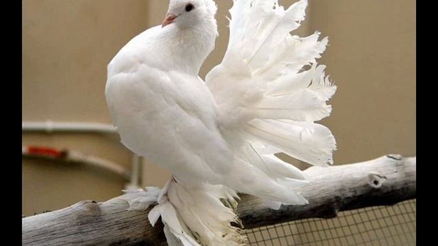 Голубь птица мира смотреть онлайн