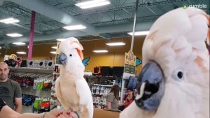 Cockatoos meet each other in pet store, hilarity ensues