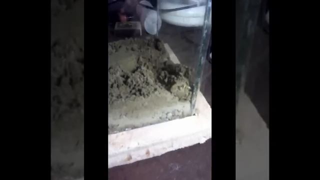 Скорпион в домашних условиях смотреть онлайн