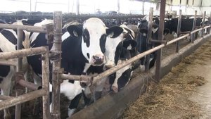 Эффективное кормление КРС с помощью обычного сена, измельченного на измельчителе