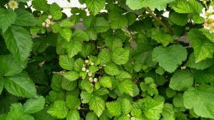 Обзор шпалеры с ежевикой - Честер, Вон, Чёрная магия, Апаче, Бронко Деликадо, Логанберри.