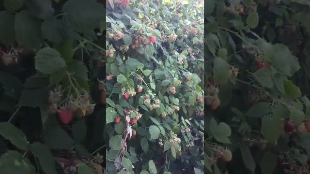 Сорт малины Октавия, один из самых урожайных и техничных сортов.